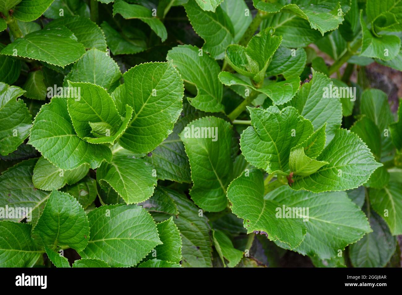 Les feuilles d'Hydrangea sont épaisses, brillantes et en forme de coeur avec des tiges courtes Banque D'Images