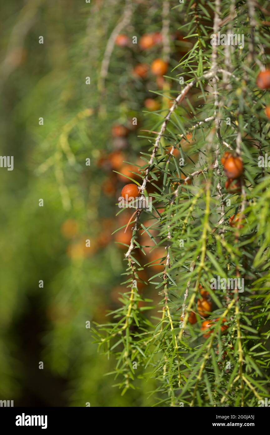 Flora of Gran Canaria - Juniperus cedrus, le genévrier des îles Canaries, endémique à la macaronesia, fond floral naturel Banque D'Images