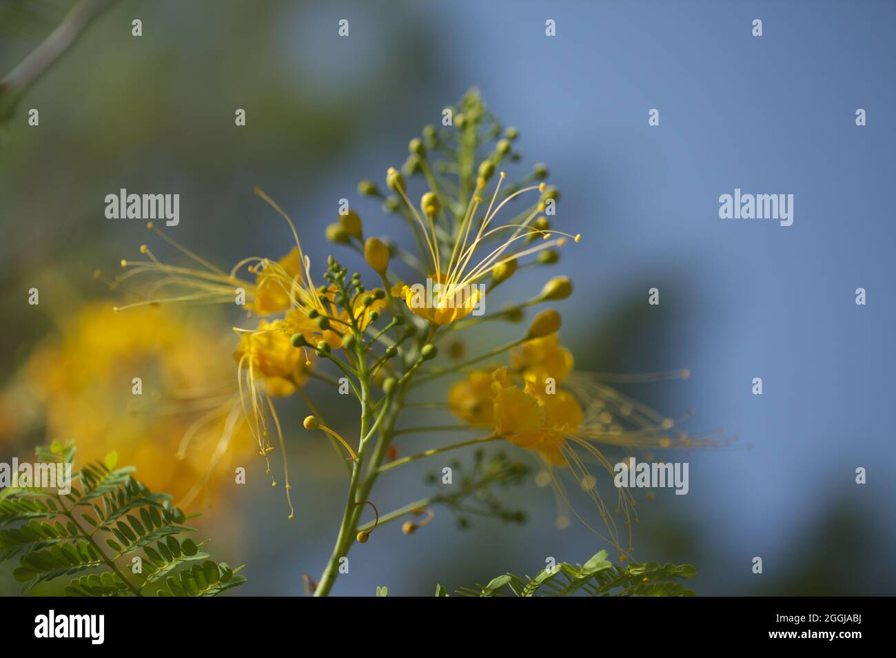 Caesalpinia pulcherrima, jaune paon fleur naturel macro floral fond Banque D'Images