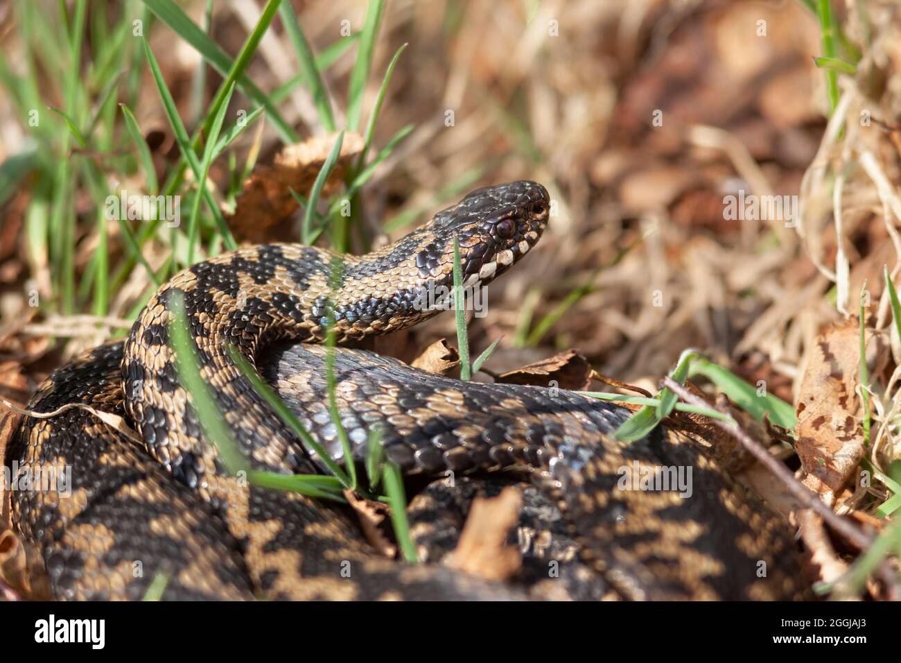 Adder (Vipera berus), parc national de Northumberland, Royaume-Uni Banque D'Images