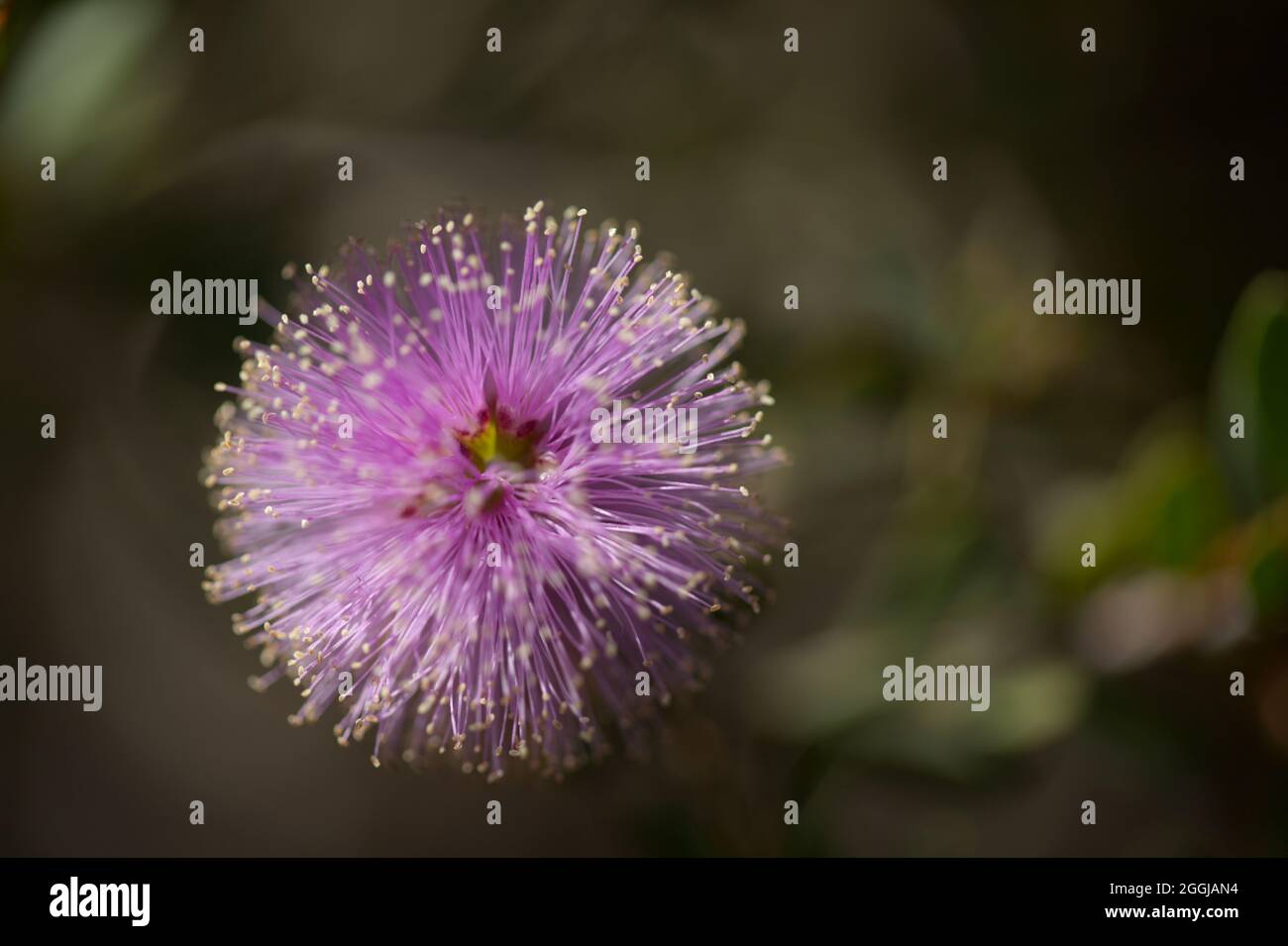 Inflorescence lilas pâle de Melaleuca ryeae, arrière-plan macro floral naturel de l'arbre à thé de Rye Banque D'Images