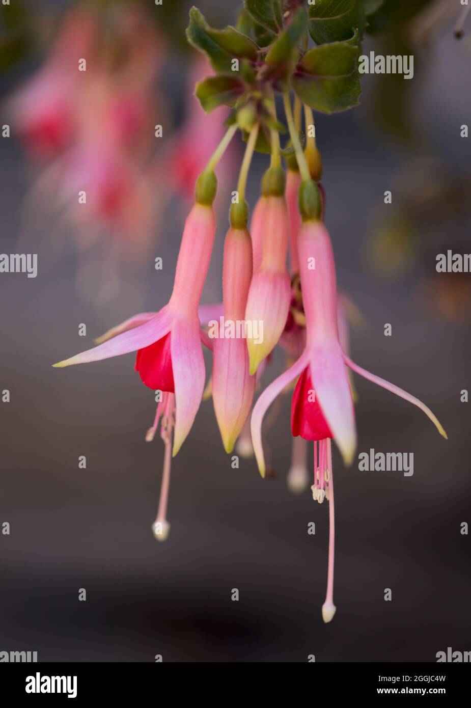 Fleur rose Fuchsia naturel macro floral fond Banque D'Images