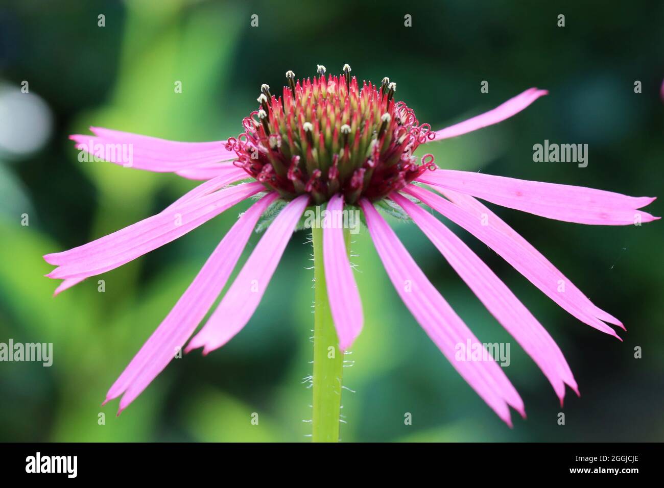 Gros plan d'une délicate fleur pourpre d'Echinacea angustifolia Banque D'Images