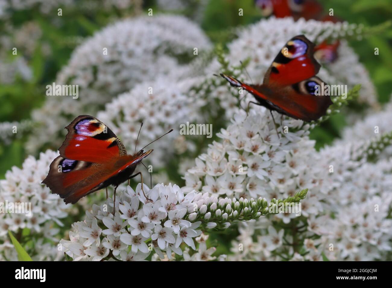 Gros plan de deux papillons de paon assis sur des fleurs blanches d'un loosestrife Banque D'Images