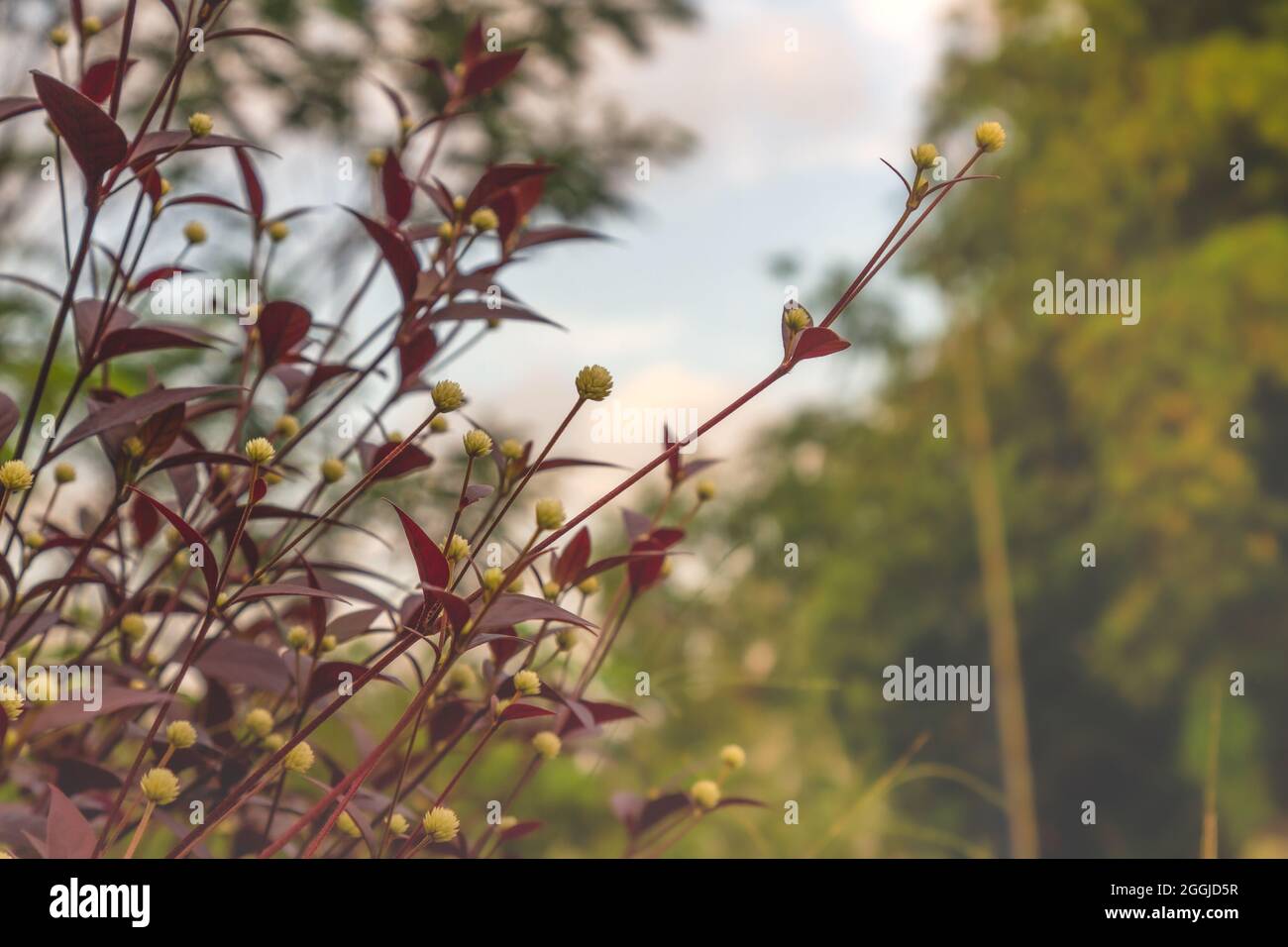 un buis d'herbe avec des arbustes rouges-bruns, a des fleurs rondes Banque D'Images