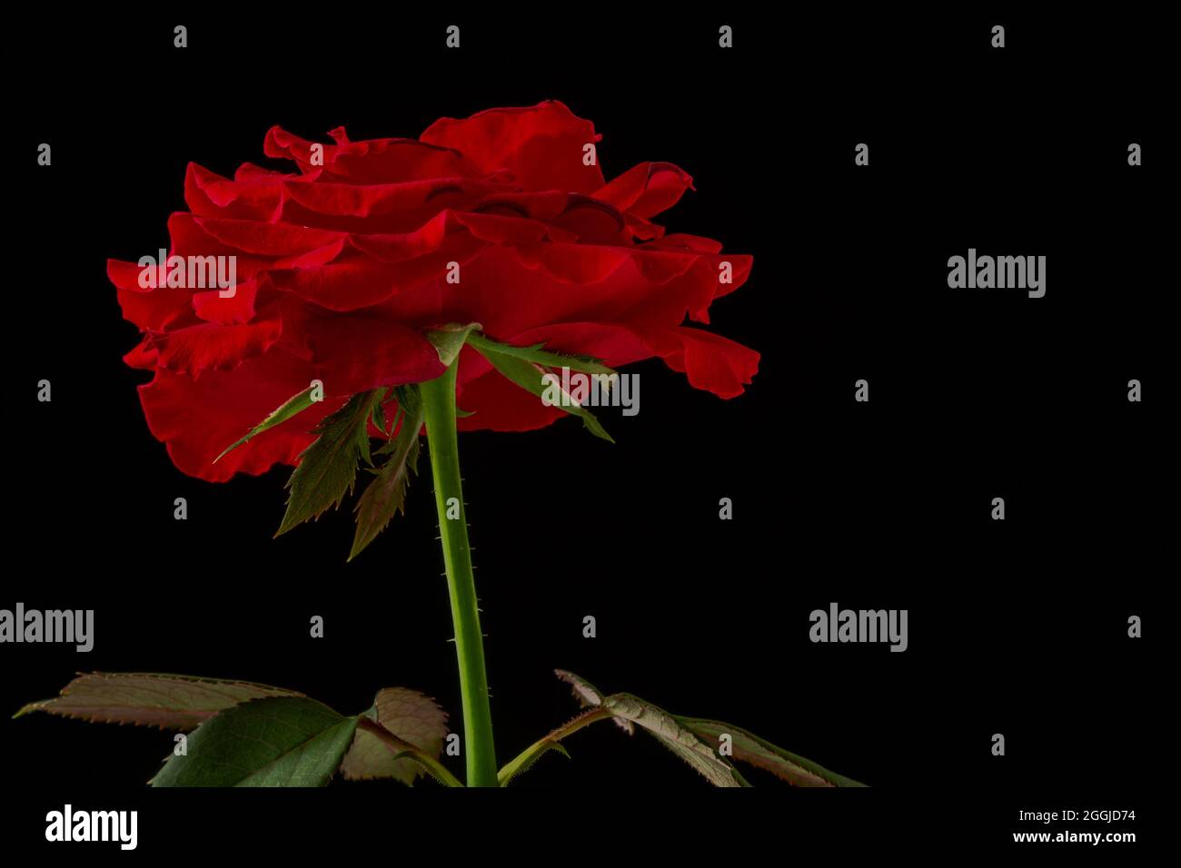 Une rose rouge sur fond noir, facile à séparer et peut être utilisée comme arrière-plan ou autre illustration Banque D'Images