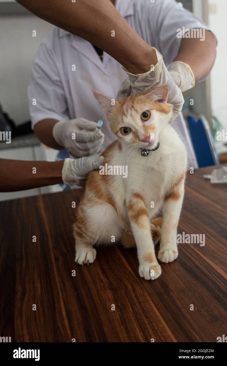 Tangerang. 1er septembre 2021. Un chat reçoit une dose de vaccin contre la rage à Tangerang, en Indonésie. 1er septembre 2021. Des programmes hebdomadaires de vaccination gratuite contre la rage ont été menés à Tangerang afin de sensibiliser la population à la prévention de la rage dans le cadre de la prochaine Journée mondiale de la rage. Credit: Agung Kuncahya B./Xinhua/Alay Live News Banque D'Images