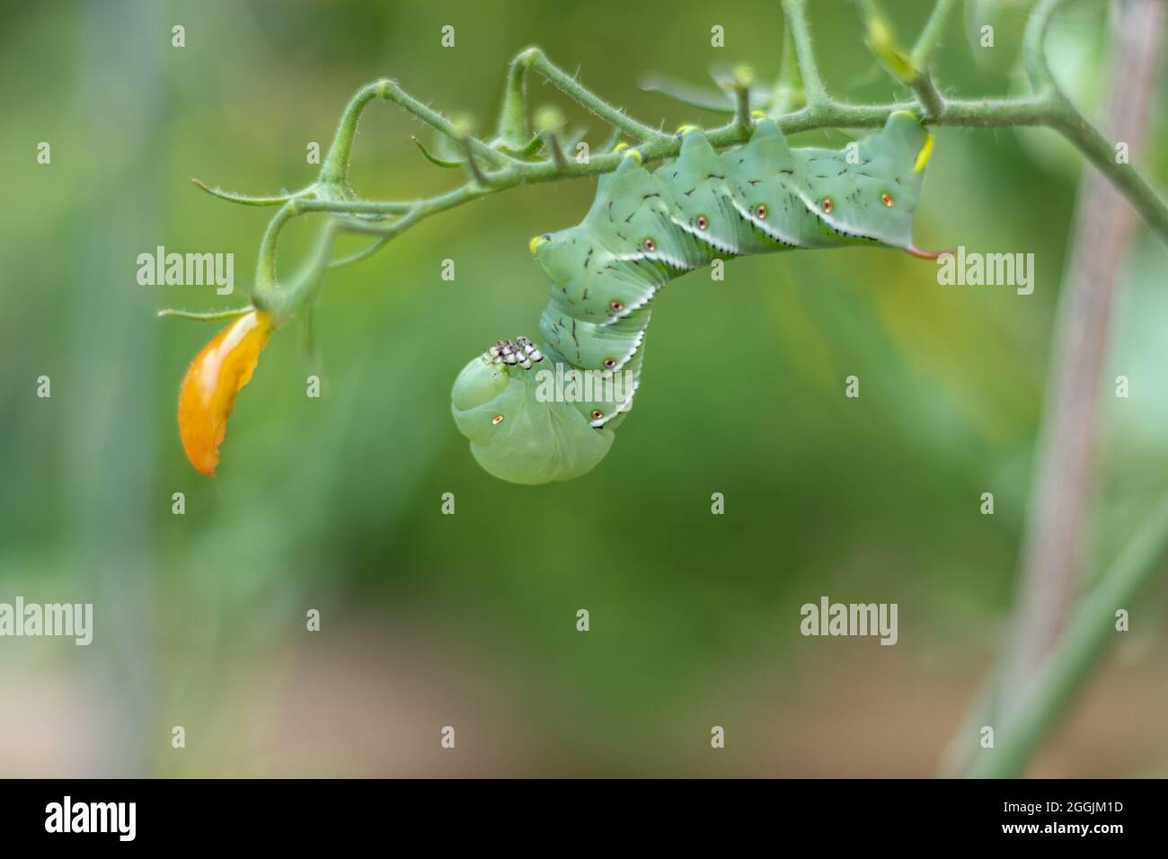 Chenille de ver à cheval de tomate (Manduca sexta) sur une plante de tomate dans l'espace de copie de fond vert de jardin Banque D'Images