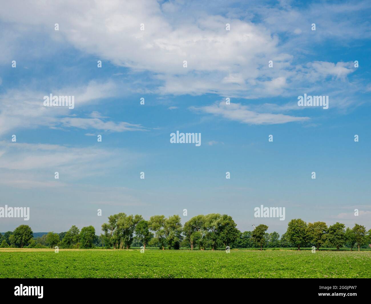 Champ de pommes de terre, rangée d'arbres près de Venne, Osnabrücker Land, Basse-Saxe, Allemagne Banque D'Images