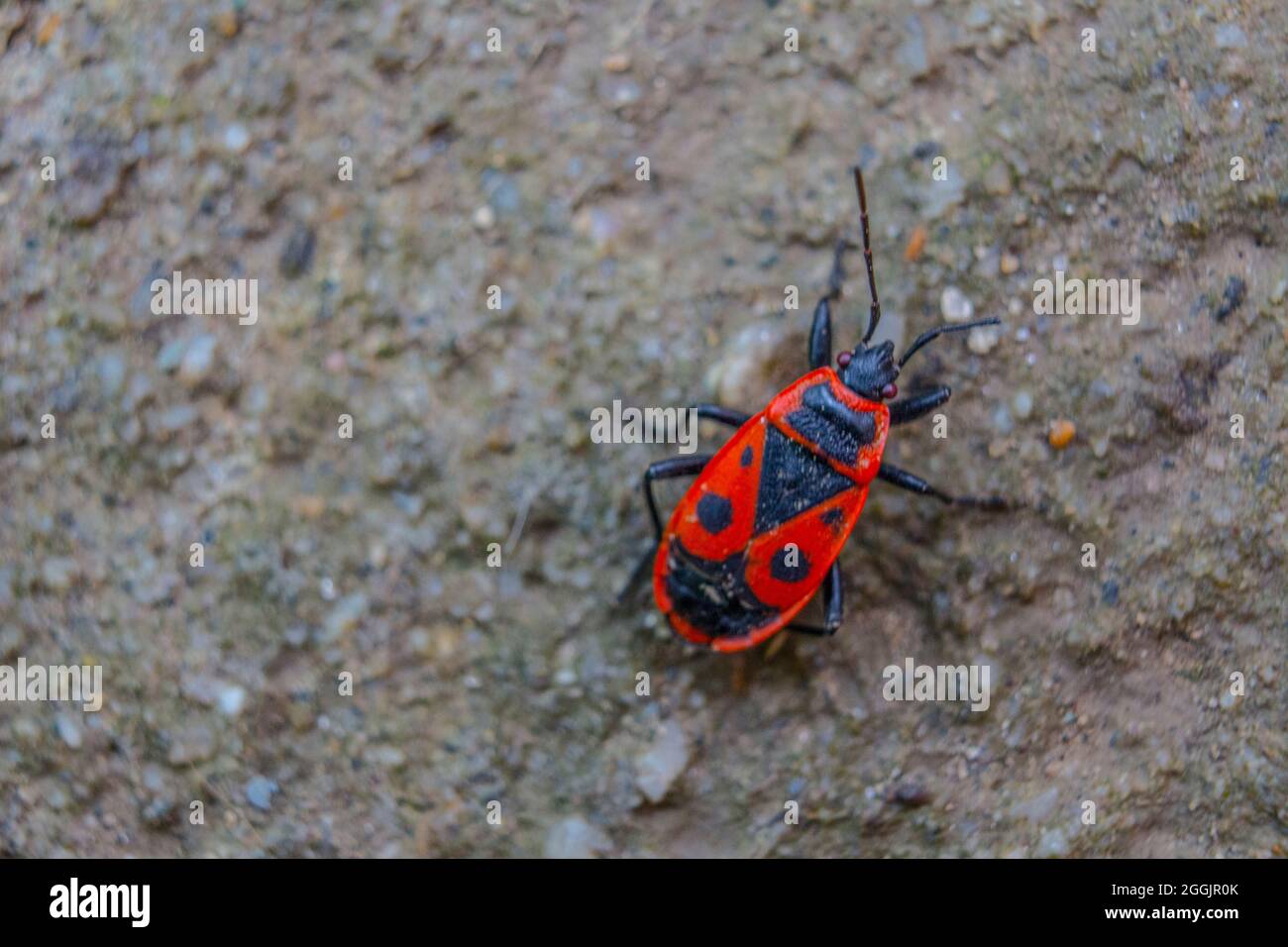 Firebug (Pyrrhocoris apterus) marchant sur terre. Banque D'Images