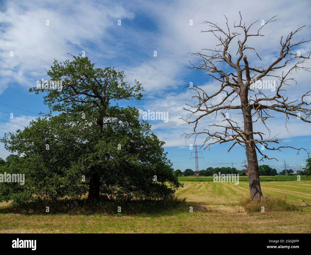 Arbre mort et lignes haute tension, Hasetal près de Natbergen, Osnabrück, Osnabrücker Land, Basse-Saxe, Allemagne Banque D'Images