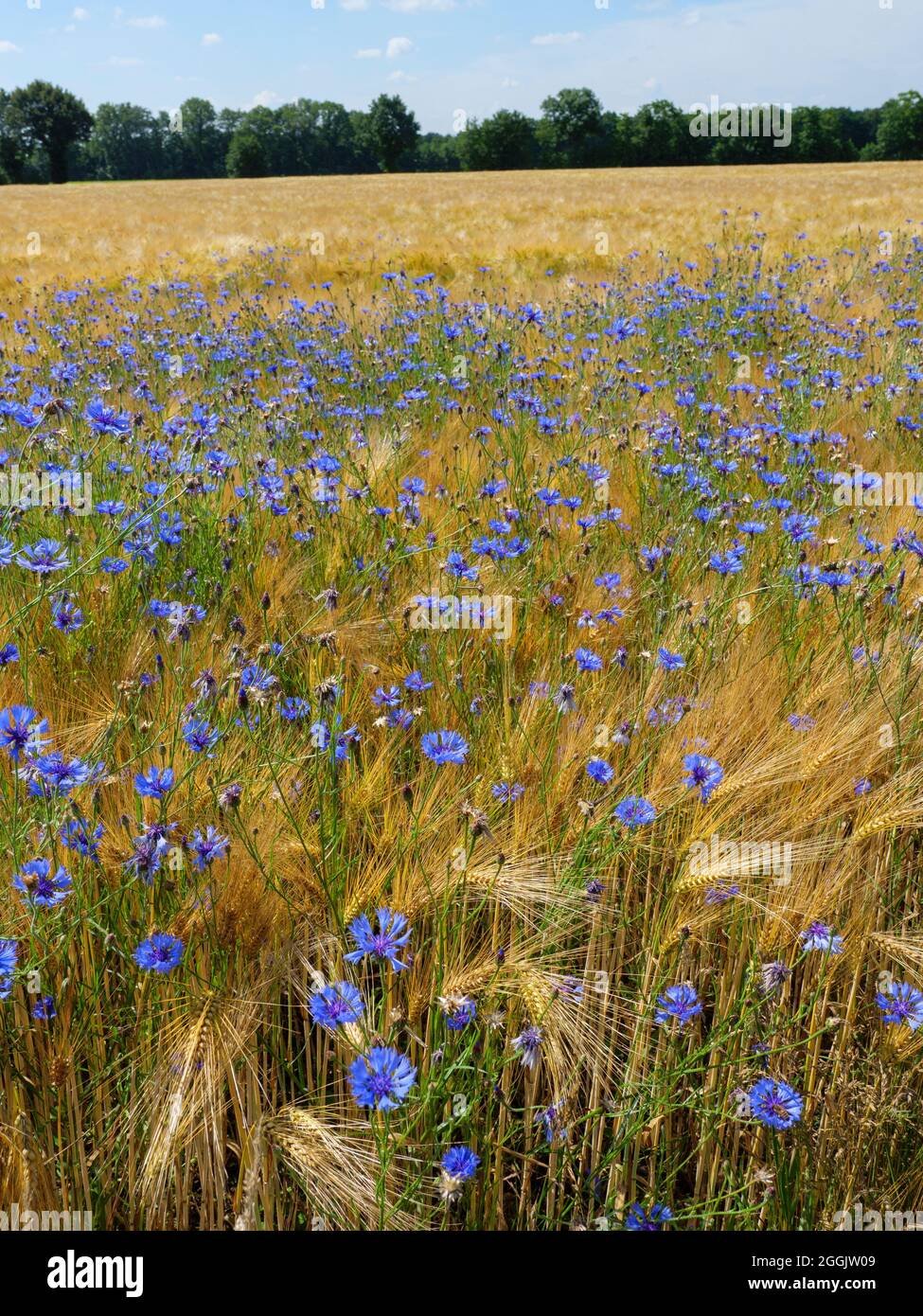 Cornflowers dans le champ de céréales près de Glandorf, Osnabrücker Land, Basse-Saxe, Allemagne Banque D'Images