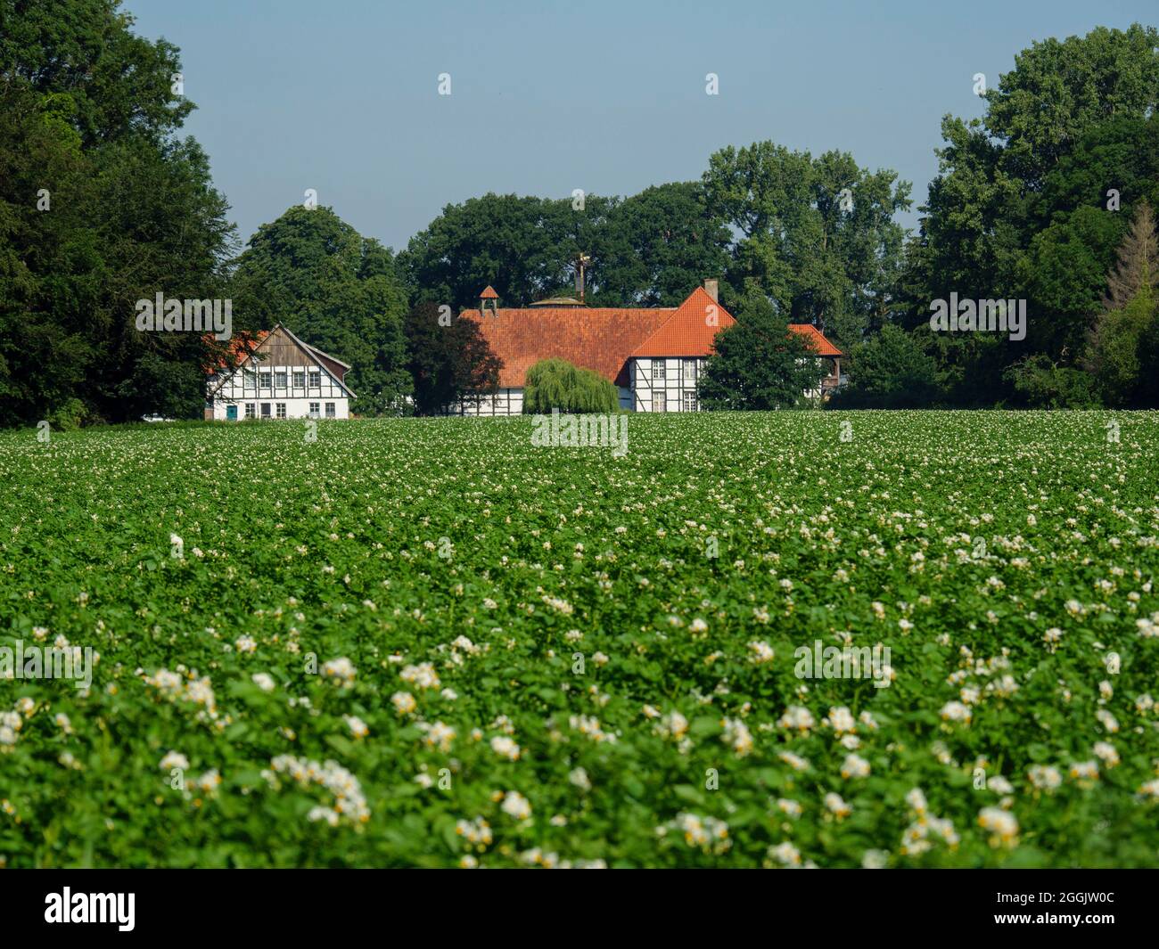 Champ de pommes de terre en fleurs avec Gut Oedingberge en arrière-plan, Glandorf, Osnabrücker Land, Basse-Saxe, Allemagne Banque D'Images