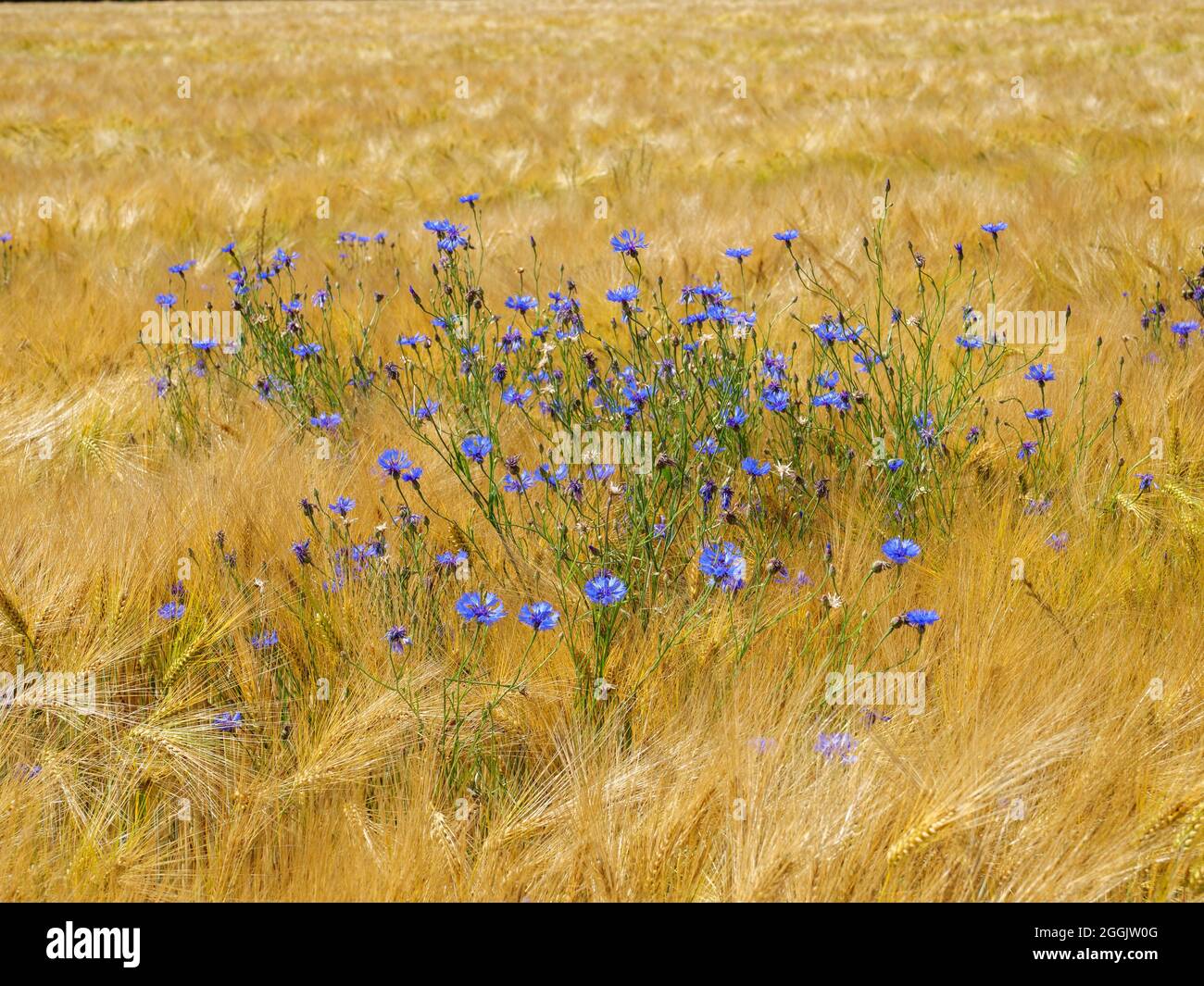 Cornflowers dans le champ de céréales près de Glandorf, Osnabrücker Land, Basse-Saxe, Allemagne Banque D'Images
