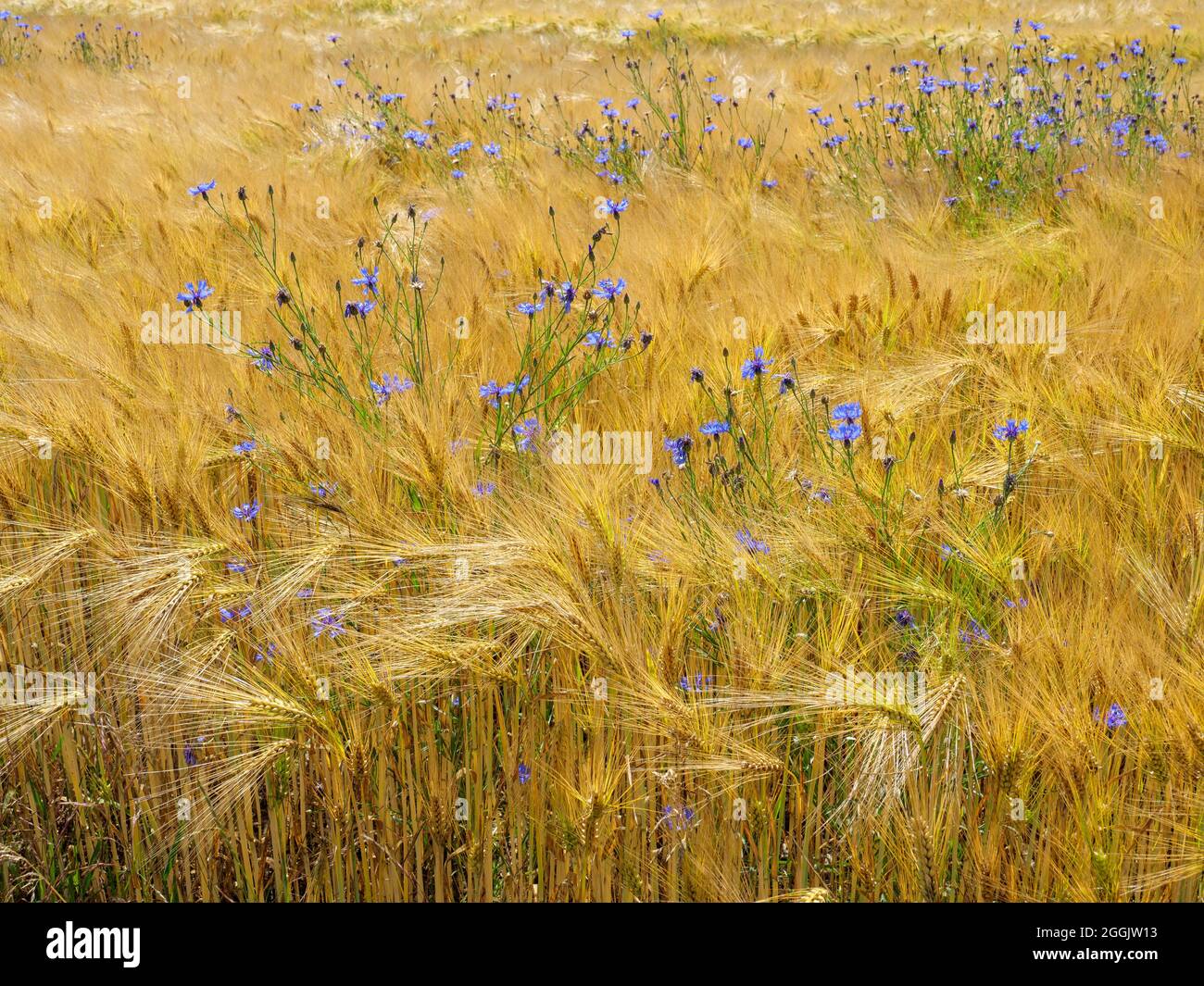 Cornflowers dans le champ de céréales près de Glandorf, Osnabrücker Land, Basse-Saxe, Allemagne Banque D'Images