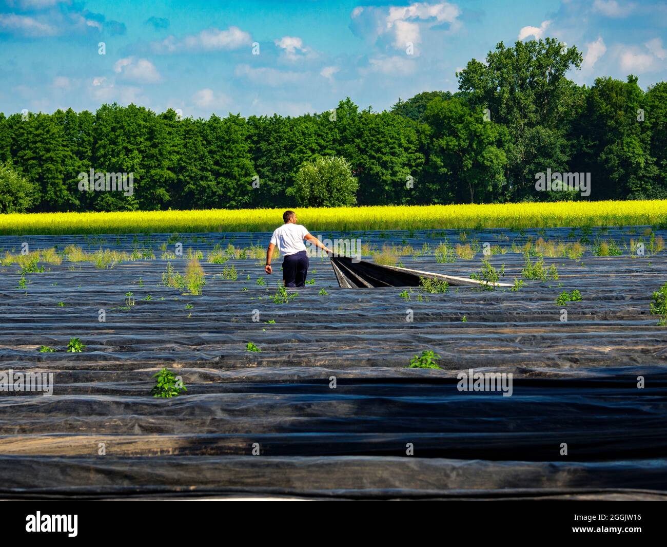 Asperges, Glandorf, Osnabrücker Land, Basse-Saxe, Allemagne Banque D'Images