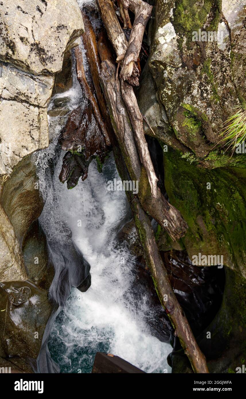 Ruisseau se précipitant au-dessus des rochers, eau blanche, très étroite ouverture, rivière Cleddau; la promenade de Chasm; Forêt tropicale tempérée fraîche, vue d'ensemble, troncs d'arbres déchus, F Banque D'Images