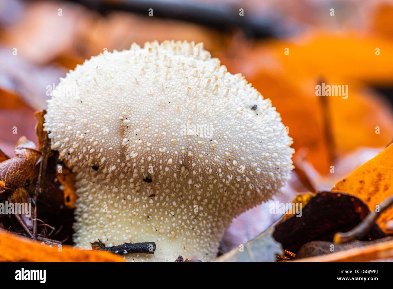 Dépoussiérage de bouteille, Lycoperdon perlatum Banque D'Images