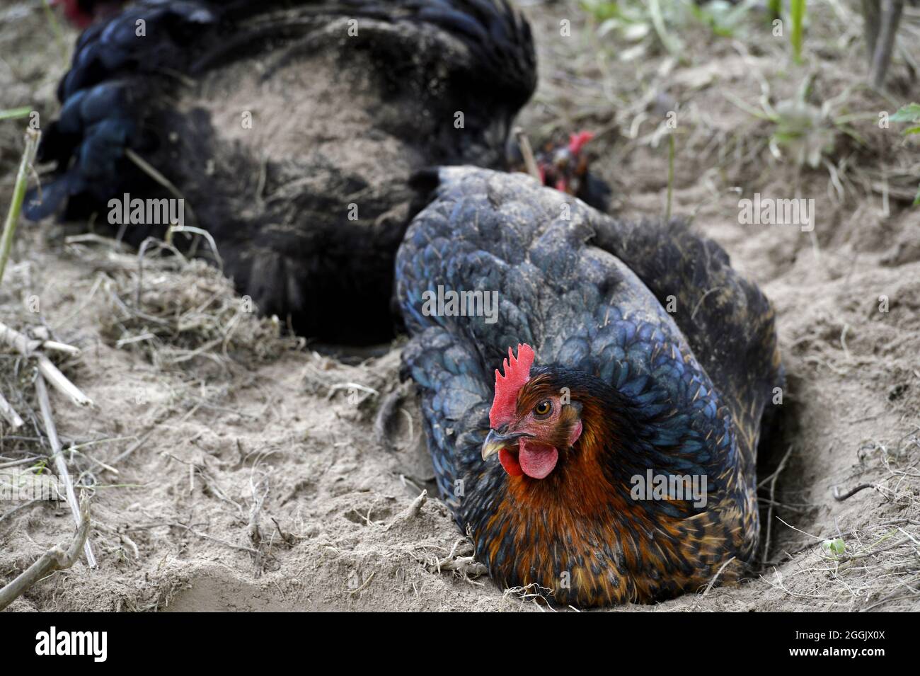 Marans Hen aka oeufs d'or dans une ferme - Lot - France Banque D'Images