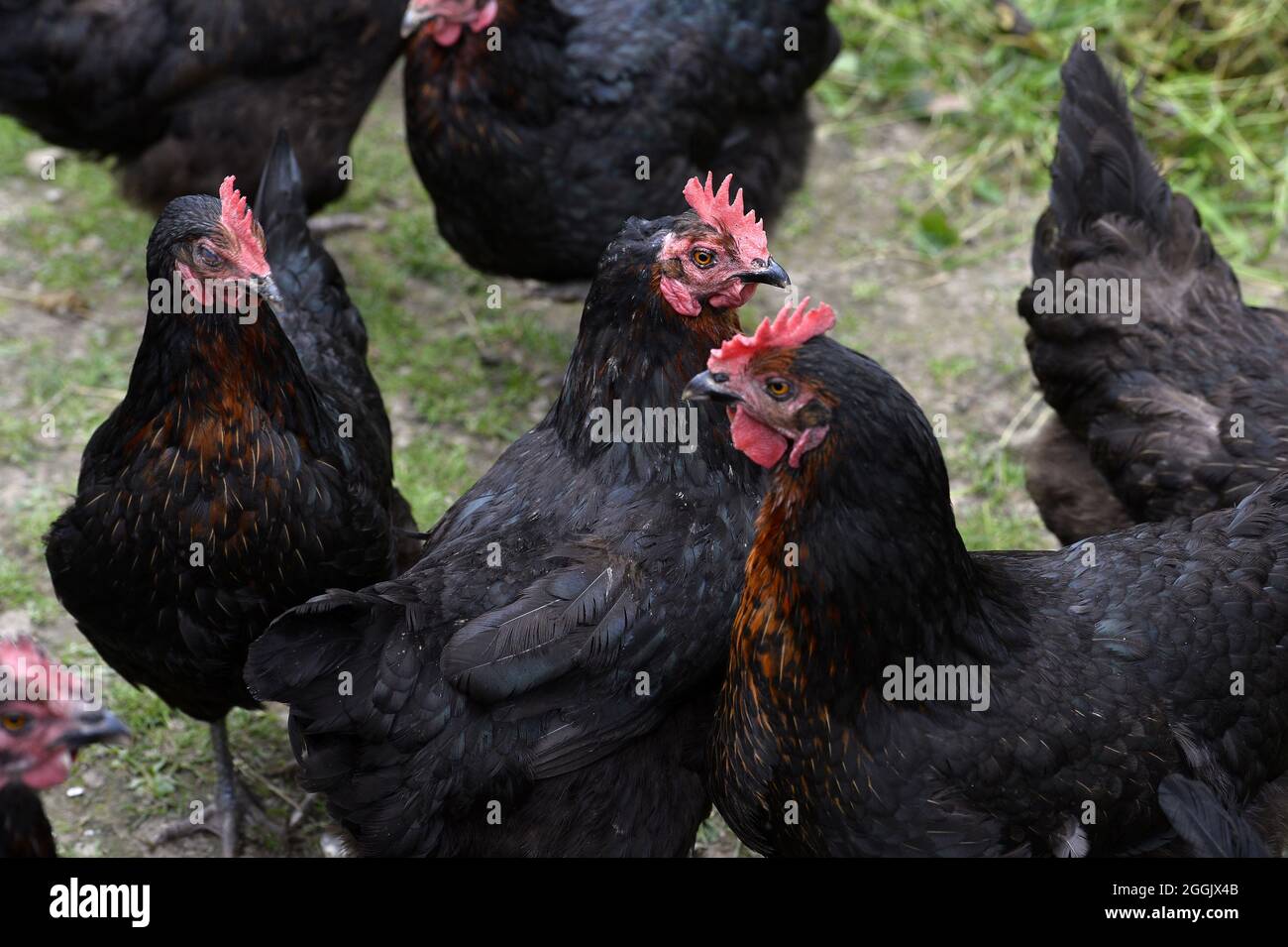 Marans Hen aka oeufs d'or dans une ferme - Lot - France Banque D'Images