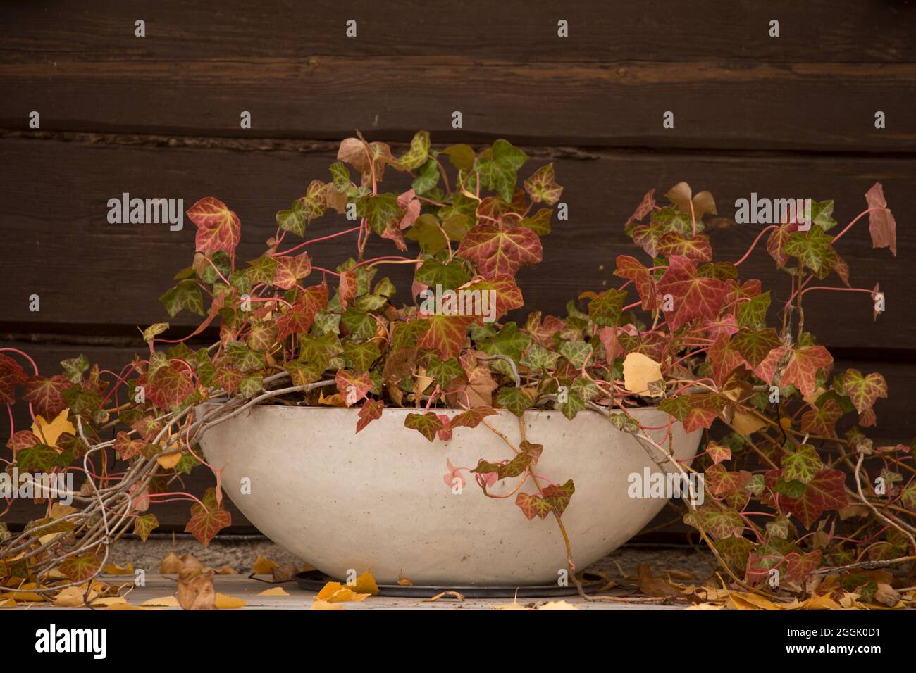 Ivy (Hedera), feuilles de couleur automnes, grand pot de fleurs ovales, fond de mur en rondins foncé Banque D'Images