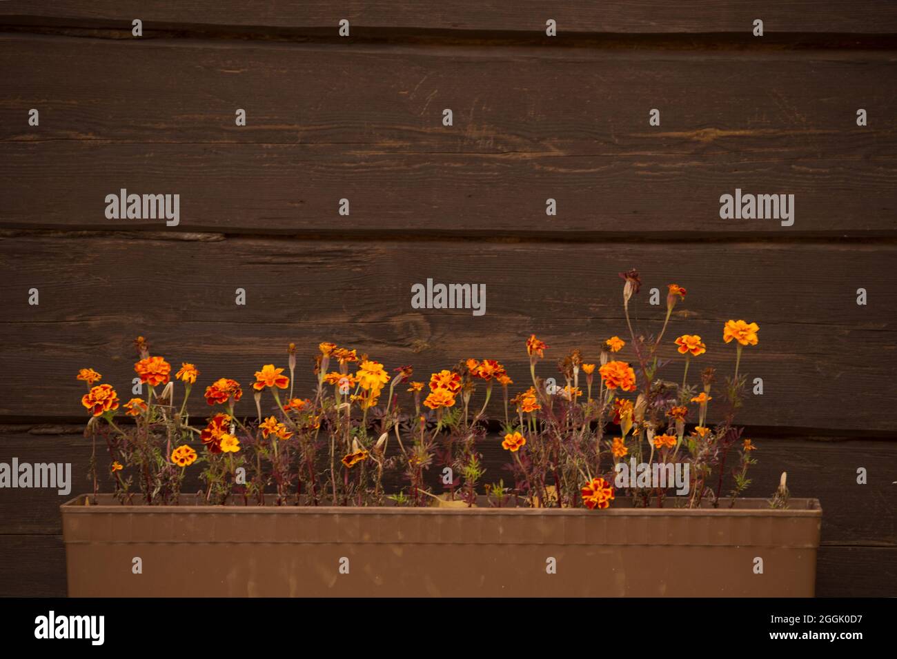 Marigold fleurit contre un mur de bois brun foncé Banque D'Images