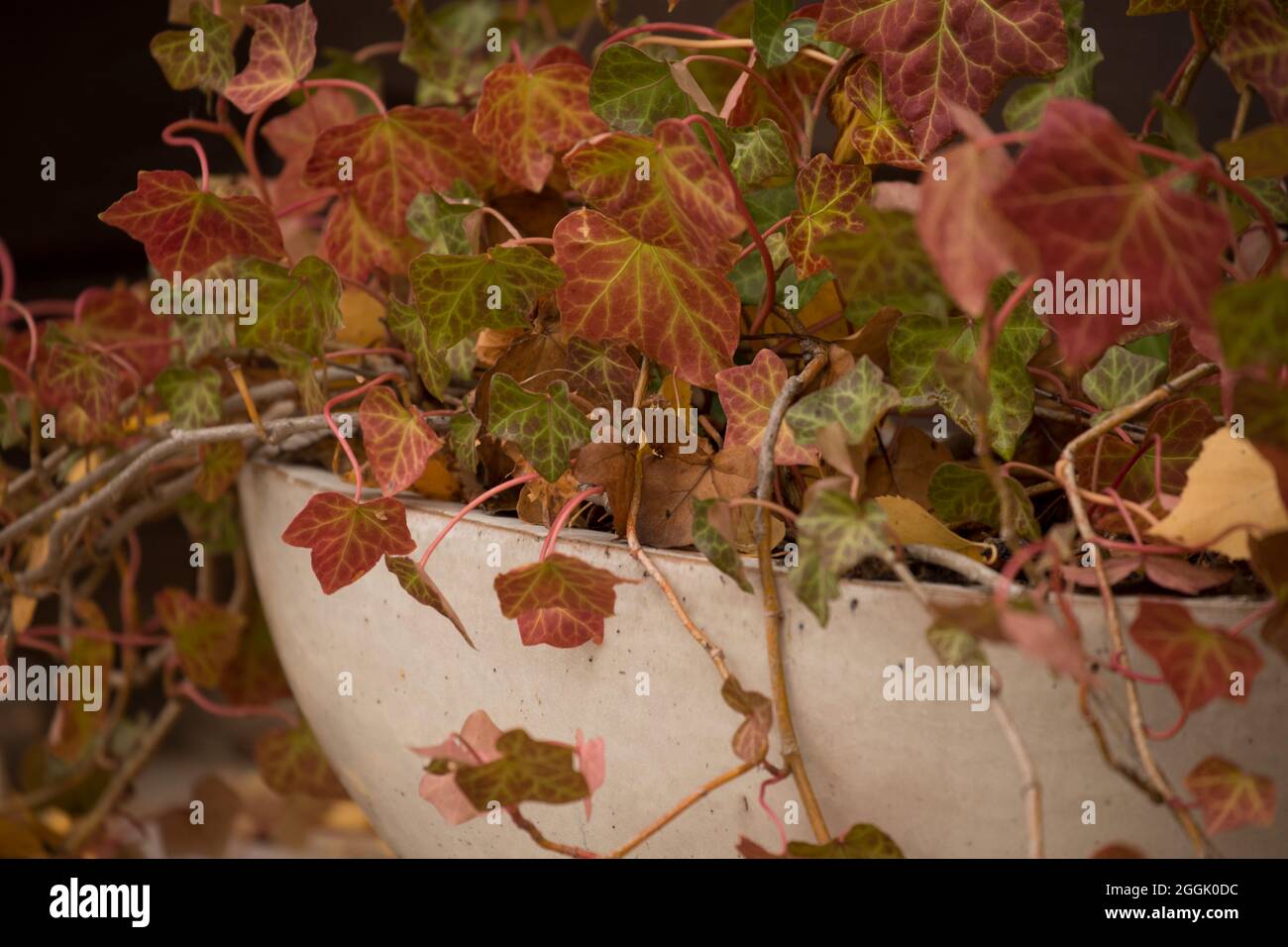 Gros plan d'Ivy (Hedera) avec des feuilles de couleur d'automne, pot de fleur de forme ovale Banque D'Images