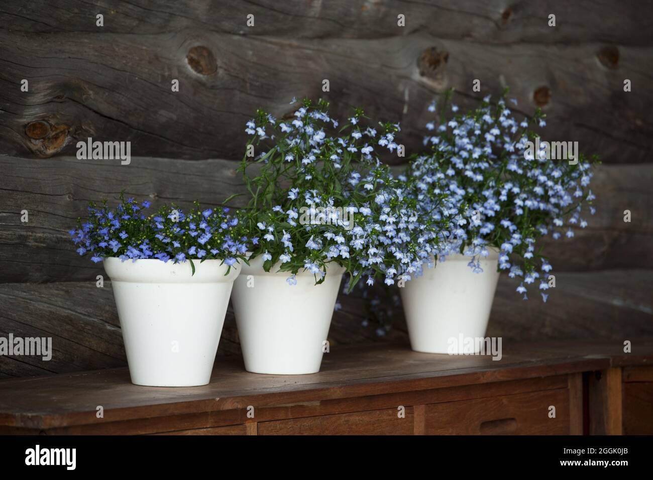 Lobelia, fleurs bleues, trois pots de fleurs blanches, arrière-plan de mur en rondins foncé Banque D'Images