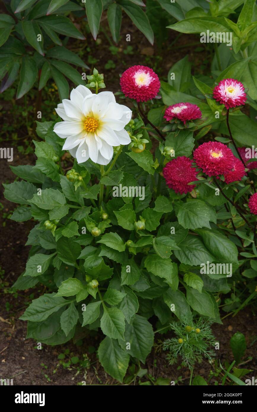 Une fleur de dahlia en gros plan sur un lit de fleurs parmi les zinnies. Banque D'Images