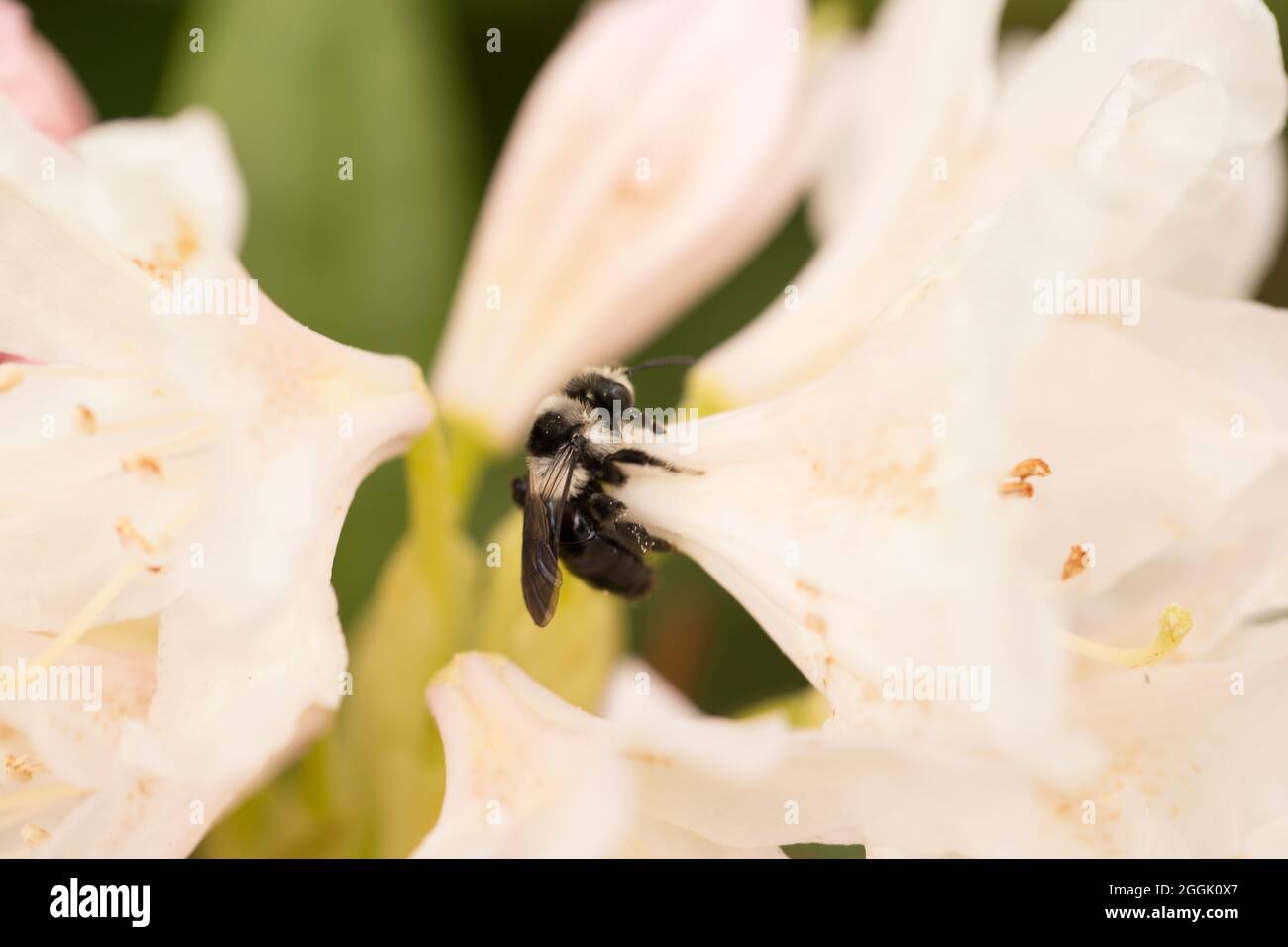 Survol, (mouche à fleurs, mouche syrphide) sur la fleur de rhododendron Banque D'Images