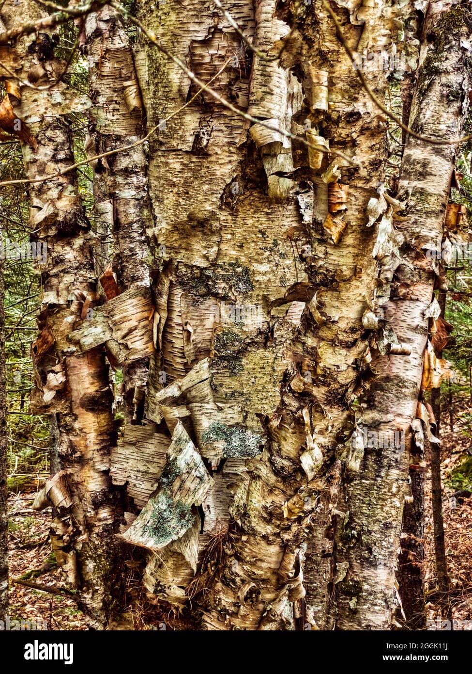 Beau Peeling Birch Tree dans le Maine, USA Bark détail, fond solide, très détaillé.Cadre solide de motif, très hypnotique Banque D'Images