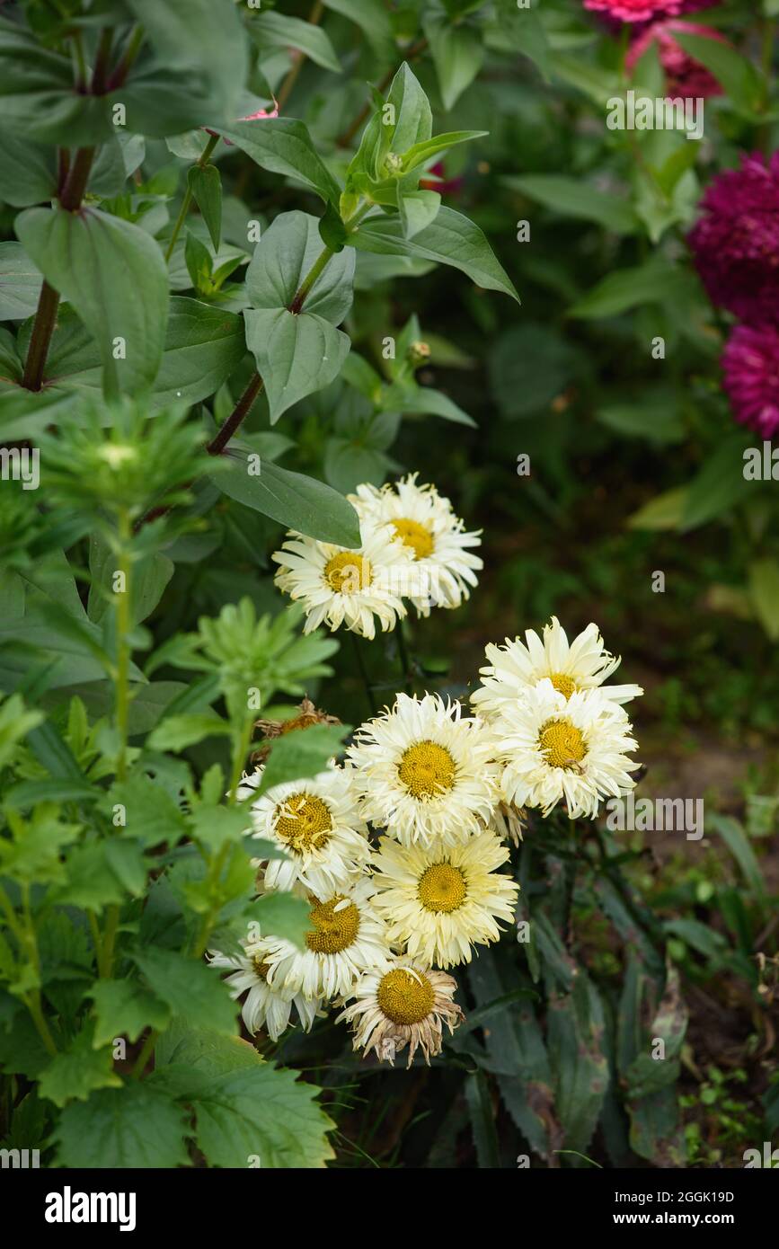 Fleurs de leucanthemum en gros plan sur un lit de fleurs dans le jardin. Banque D'Images