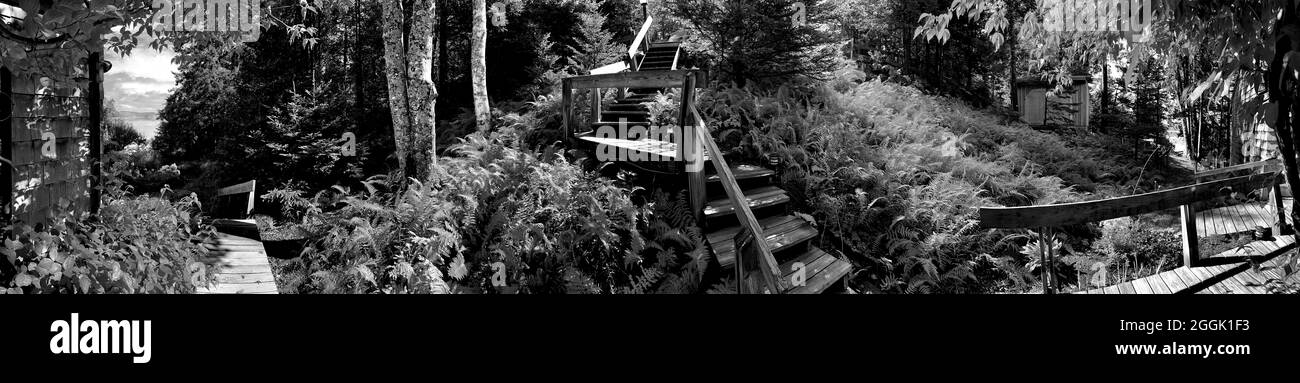 Vue panoramique sur les escaliers en bois et les allées en forêt avec fougères. Johnson point, South Penobscot, Maine, ME, États-Unis Banque D'Images