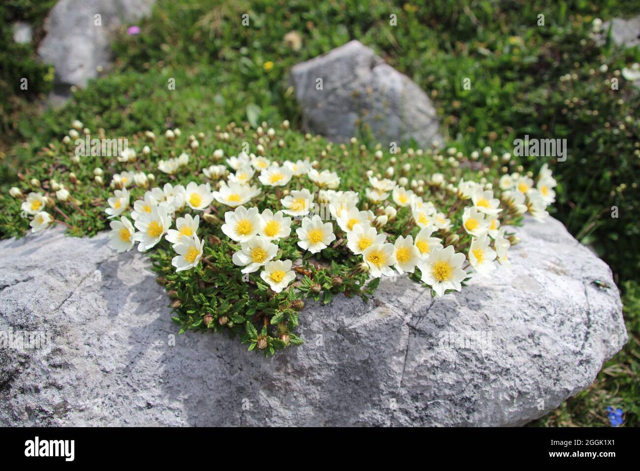Prairie de fleurs alpines, Arum blanc argenté, (Dryas octopetala), montagnes Karwendel, Tyrol, Autriche Banque D'Images