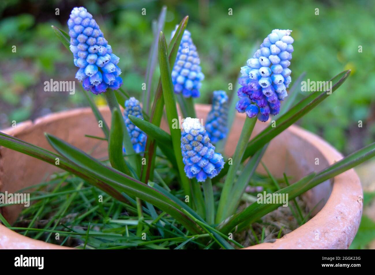 Muscari bleu (jacinthe de raisin) dans une casserole Banque D'Images