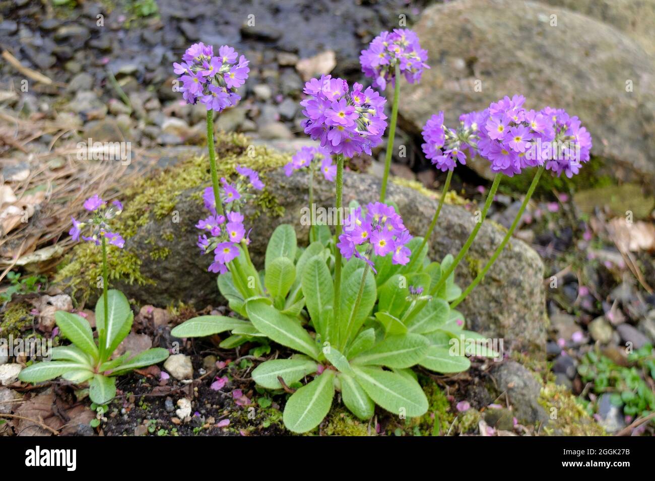 Primrose de balle (Primula denticulata) dans le jardin de rochers Banque D'Images