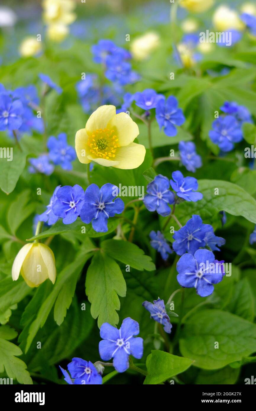 Anémone jaune (anémone x lipsiensis) 'pallida' avec bleu mémorial (Omphalodes verna) Banque D'Images