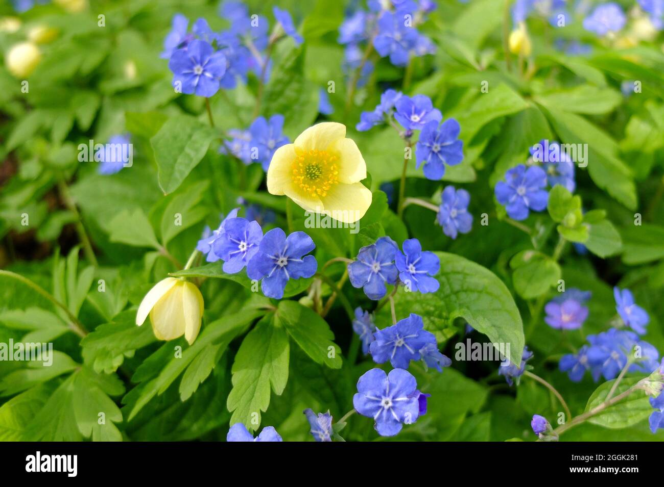 Anémone jaune (anémone x lipsiensis) 'pallida' avec bleu mémorial (Omphalodes verna) Banque D'Images