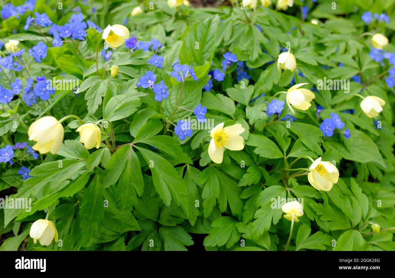 Anémone jaune (anémone x lipsiensis) 'pallida' avec bleu mémorial (Omphalodes verna) Banque D'Images