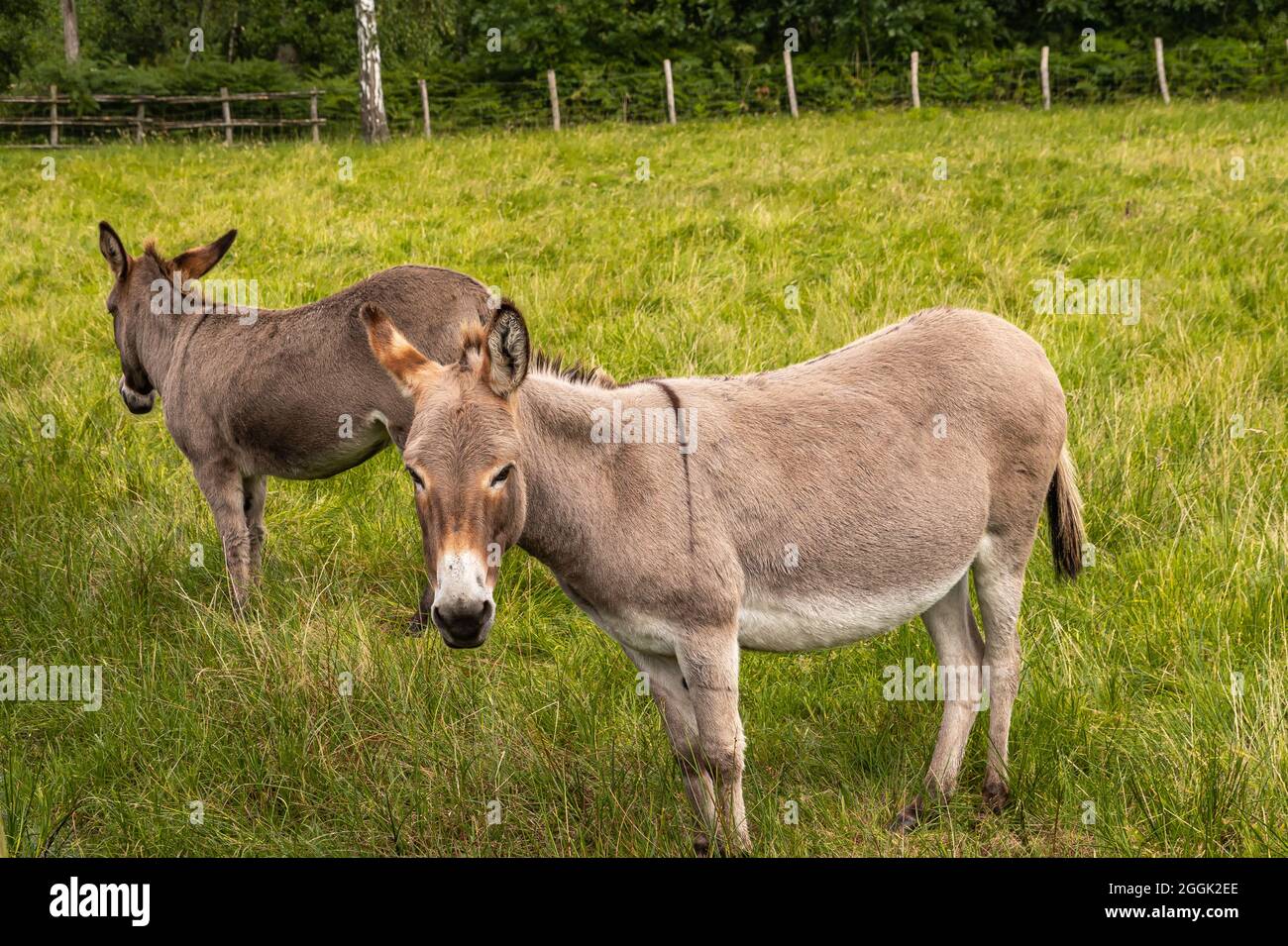 Genk, Belgique - 11 août 2021 : Domein Bokrijk. Gros plan de 2 ânes dans un pâturage vert. Banque D'Images