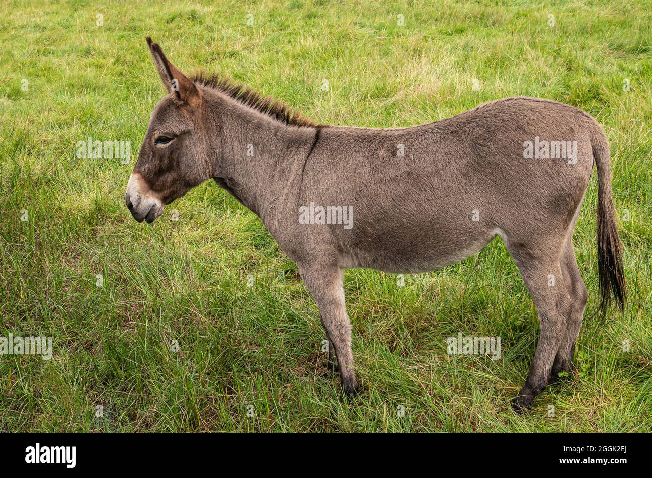 Genk, Belgique - 11 août 2021 : Domein Bokrijk. Gros plan d'un âne brunâtre gris debout dans un pâturage vert. Banque D'Images