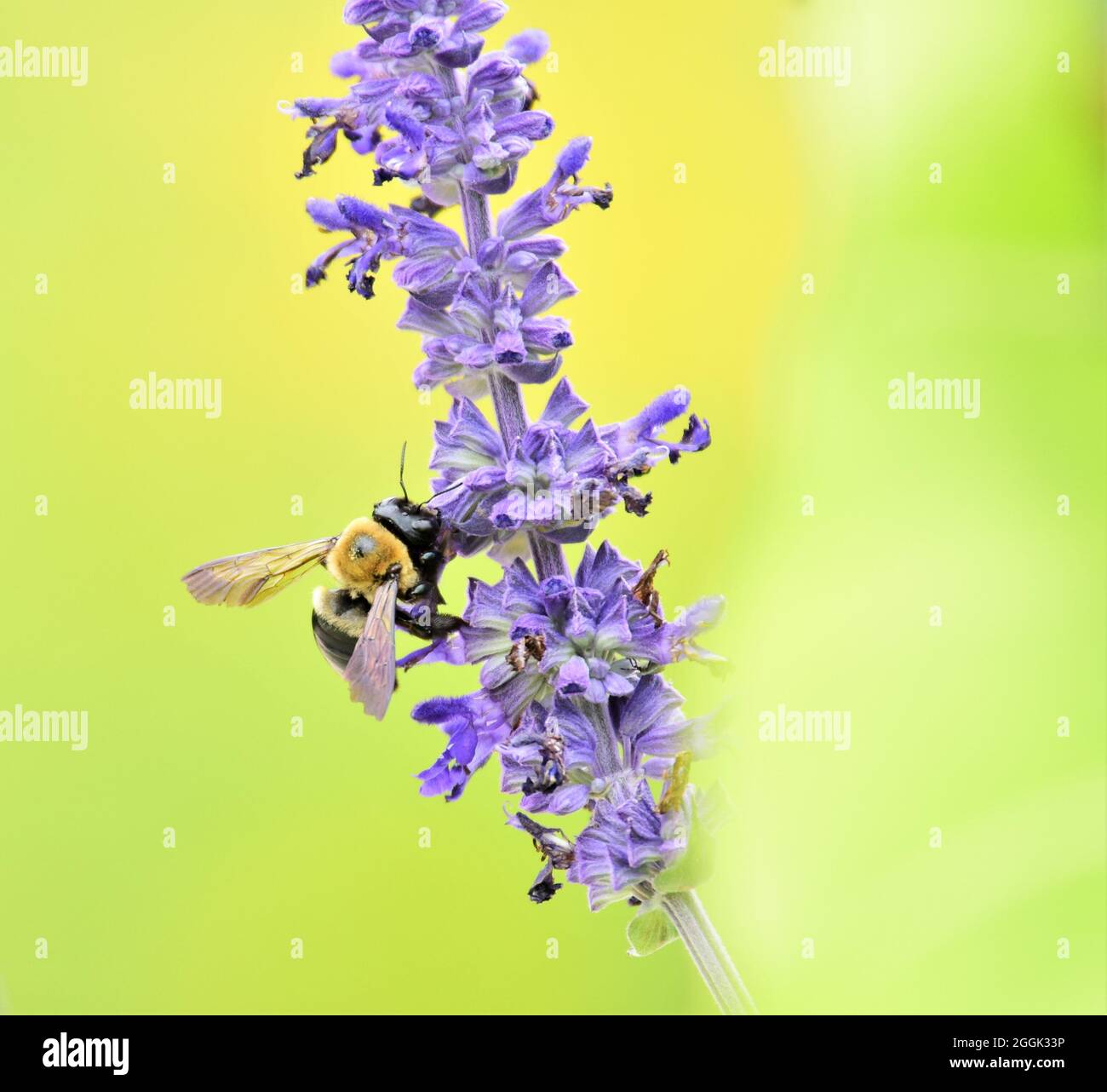 Une abeille charpentier de l'est sur une plante de sauge de Mealycup fleurit. Banque D'Images
