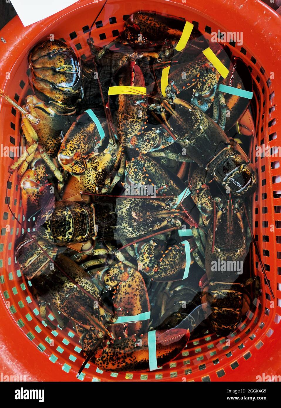 Homards vivants en cuve au Perry’s Lobster Shack est une cabane basse au bord de l’eau offrant des assiettes de homard et de fruits de mer. Banque D'Images