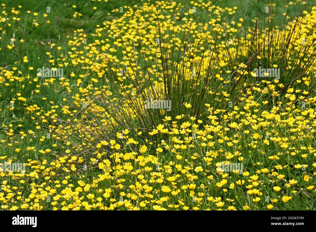 Prairie Buttercup avec herbe de marais Banque D'Images