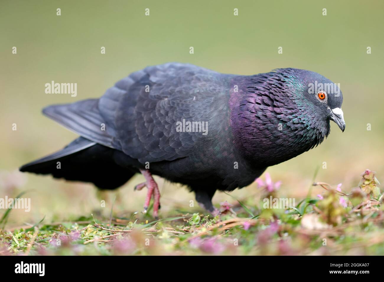 Pigeon de ville (Columba livia forma domestica) courting, Allemagne, Banque D'Images