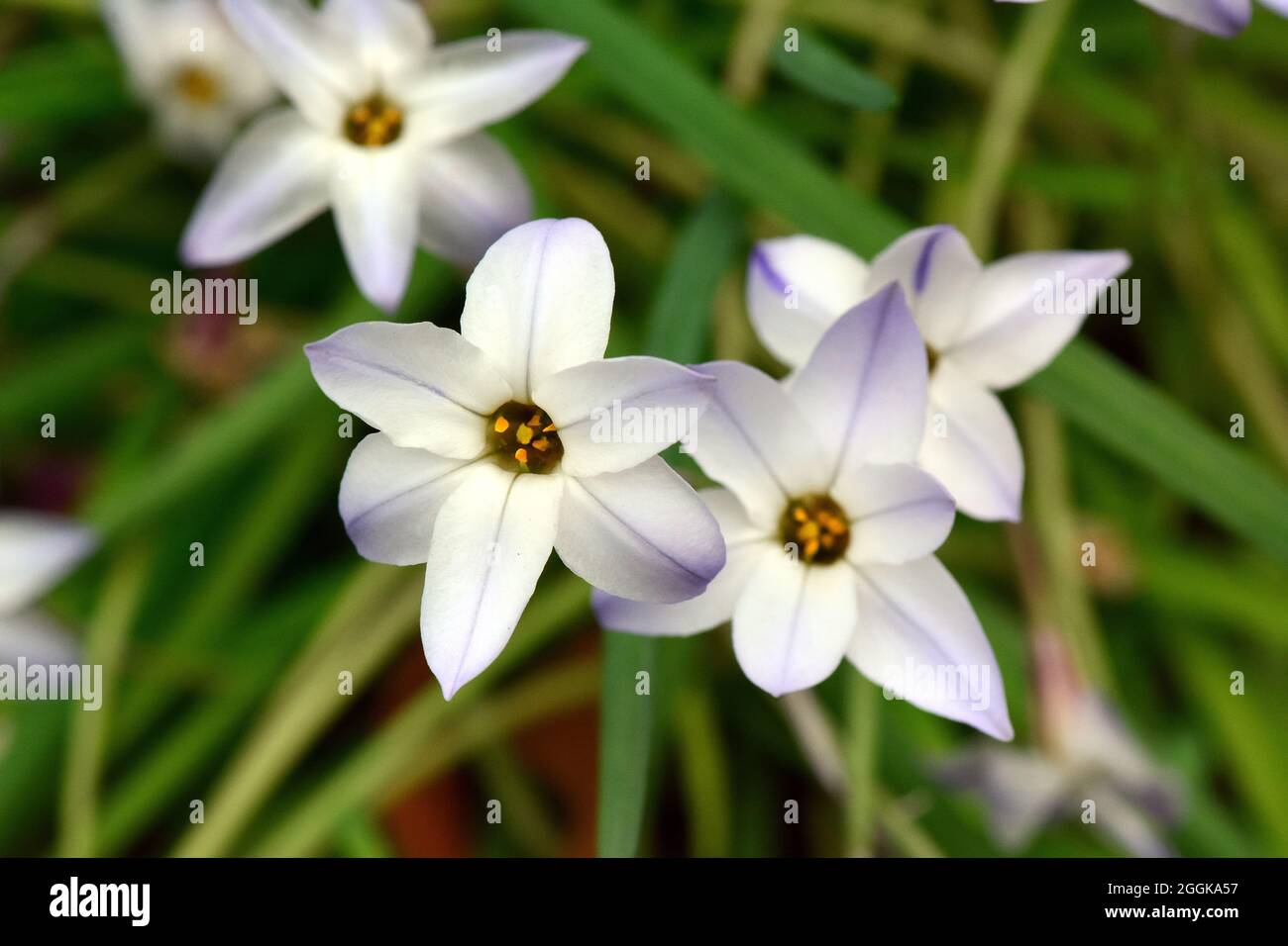 Spring star, Spring starflower, Einblütiger Frühlingstern, Ipheion uniflorum, ibolyás csillaghagyma Banque D'Images