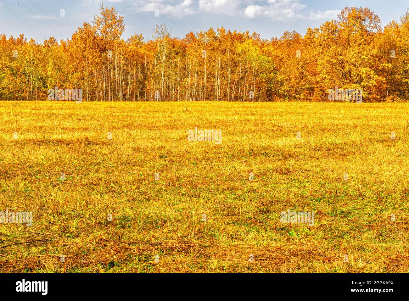 Paysage d'automne de jour du bord de la forêt Banque D'Images