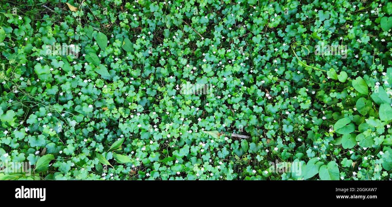 Herbe cymbale (Cymbalaria muralis) Italie, Lombardie, région d'Idrosee, Banque D'Images