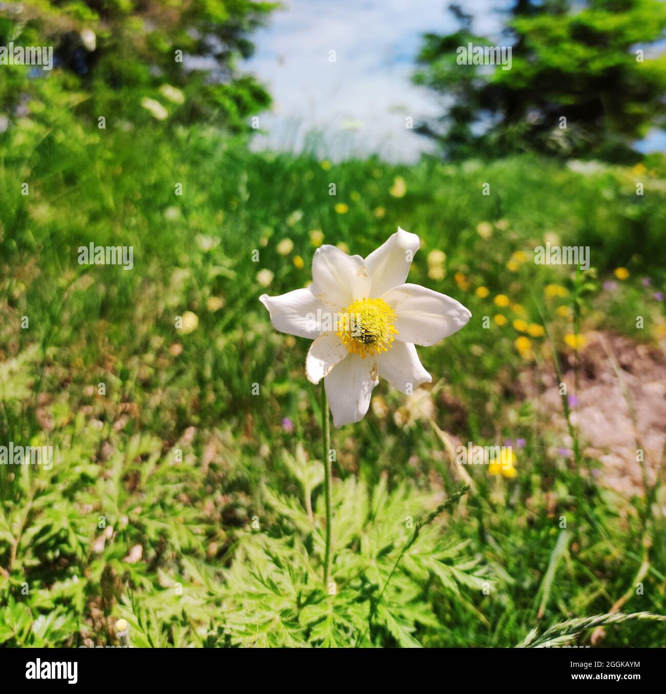 Anemone alpine blanche ou barbe du diable (Anemone alpina) Italie, Lombardie, région Idrosee Banque D'Images