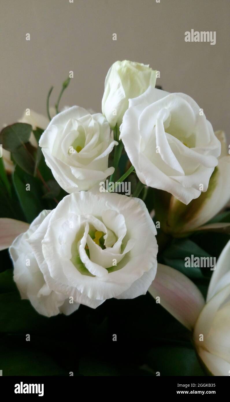 Bleuets blancs tendres du Texas ou bleuets du Texas ou bleuets ou gentiane de prairie ou gentiane de prairie ou lisianthus (Eustoma russellianum) fleurs cl Banque D'Images